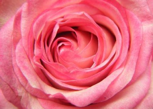 Postkarte Rose nr. 1