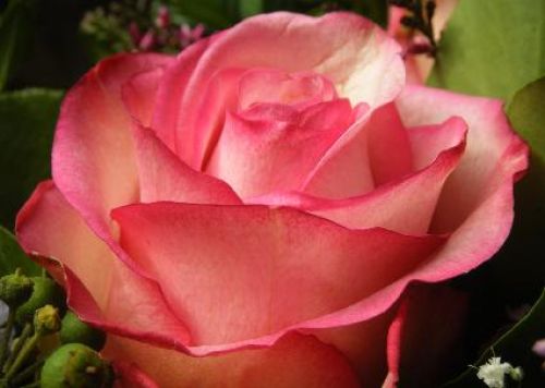 Postkarte Rose nr. 2